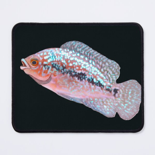 Item preview, Beautiful Flowerhorn Baby designed and sold by scicilysimonee.