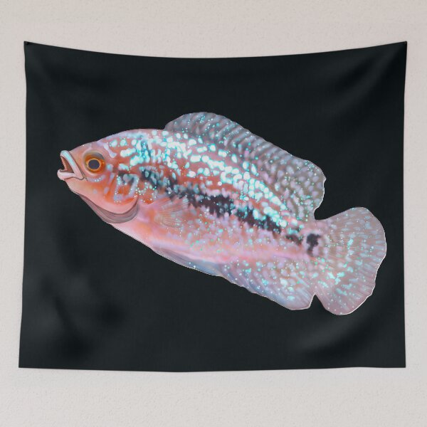 Item preview, Beautiful Flowerhorn Baby designed and sold by scicilysimonee.