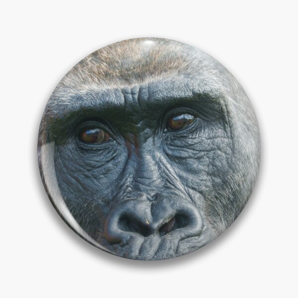Item preview, Quiet Curiosity – Young Gorilla Portrait designed and sold by rawshutterbug.