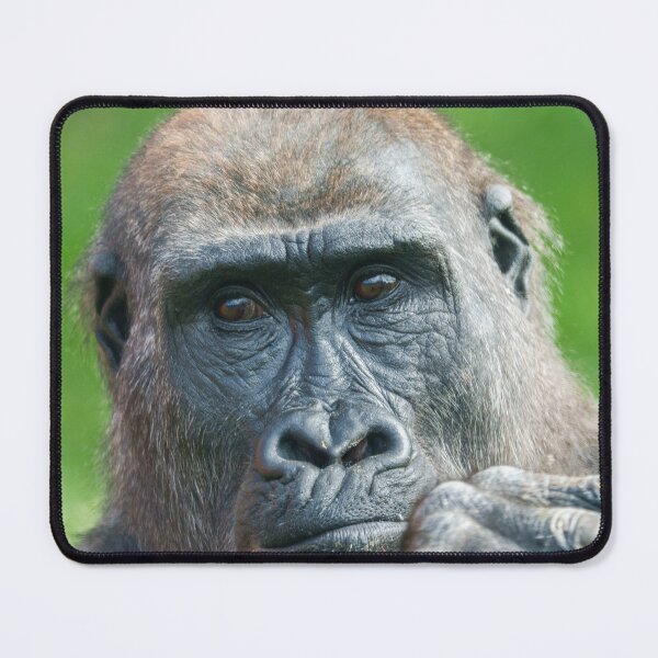 Item preview, Quiet Curiosity – Young Gorilla Portrait designed and sold by rawshutterbug.