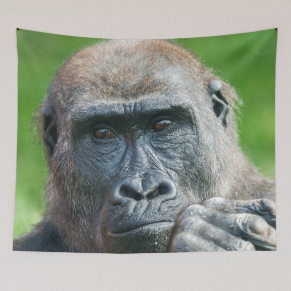 Item preview, Quiet Curiosity – Young Gorilla Portrait designed and sold by rawshutterbug.
