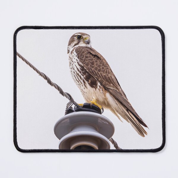 Item preview, Majestic Falcon on Power Line designed and sold by Jarrett720.