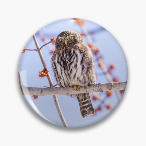 Item preview, Pygmy Owl Among Spring Blossoms designed and sold by Jarrett720.