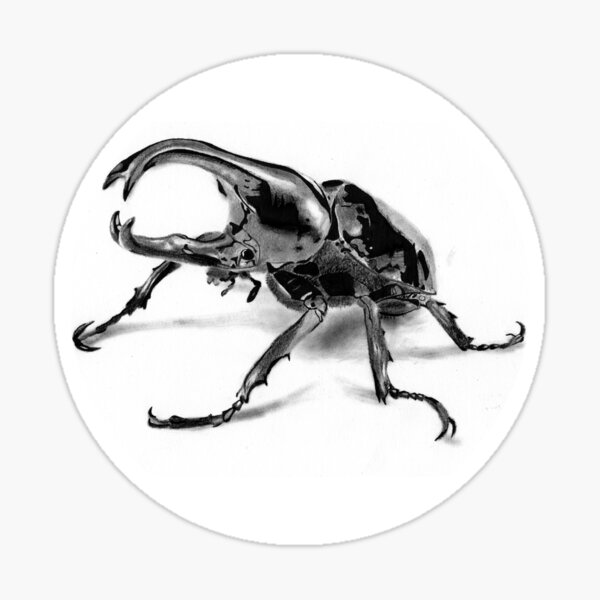 Item preview, Rhino / Rhinoceros Beetle Sketch designed and sold by hamdrawings.