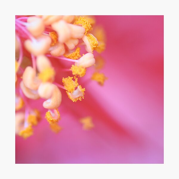 I have no special talents. I am only passionately curious... Photographic Print
