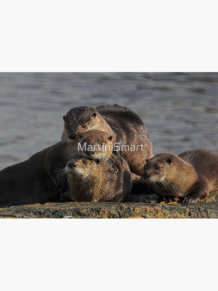 Whole Otter Love by MartinSmart
