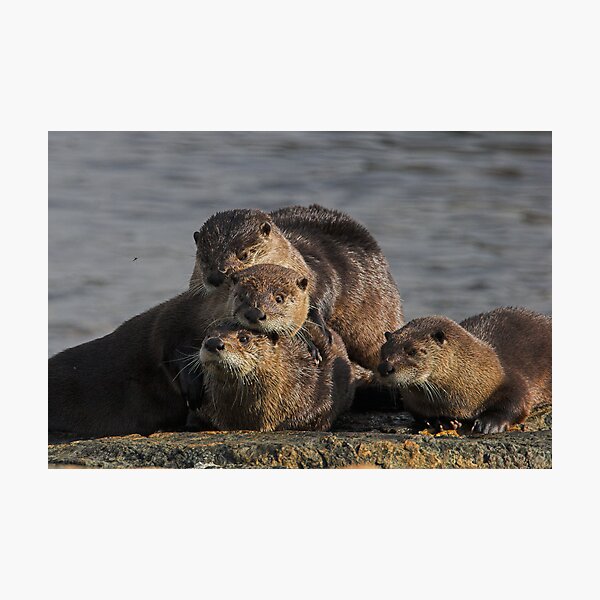 Whole Otter Love Photographic Print