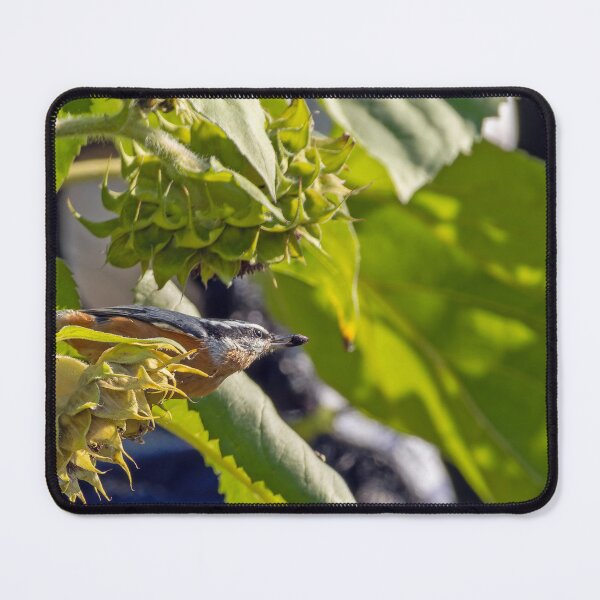Item preview, Red-Breasted Nuthatch with a seed in its beak designed and sold by lisavonbiela.