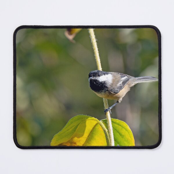 Item preview, Black-Capped Chickadee perched on a sunflower stalk looking forward designed and sold by lisavonbiela.