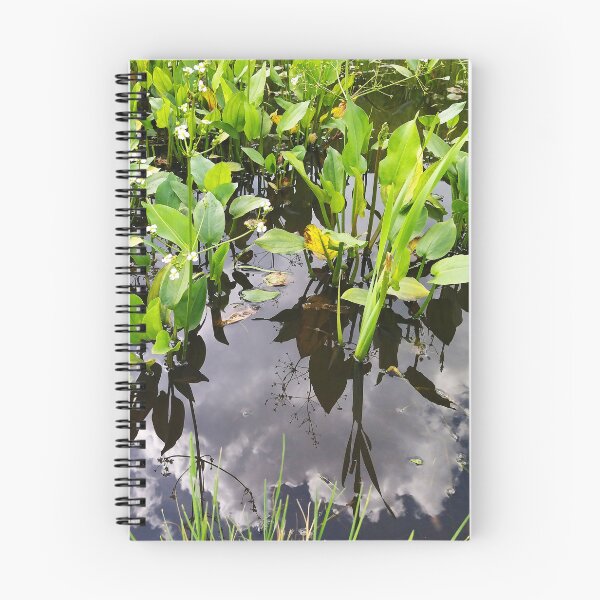 Item preview, Alisma plantago-aquatica Photo designed and sold by Sky-99.