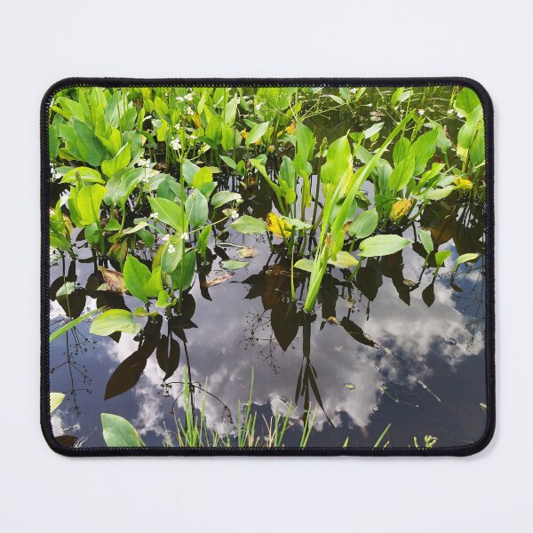 Item preview, Alisma plantago-aquatica Photo designed and sold by Sky-99.