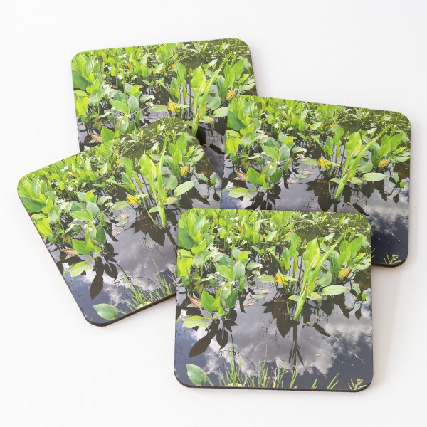 Item preview, Alisma plantago-aquatica Photo designed and sold by Sky-99.