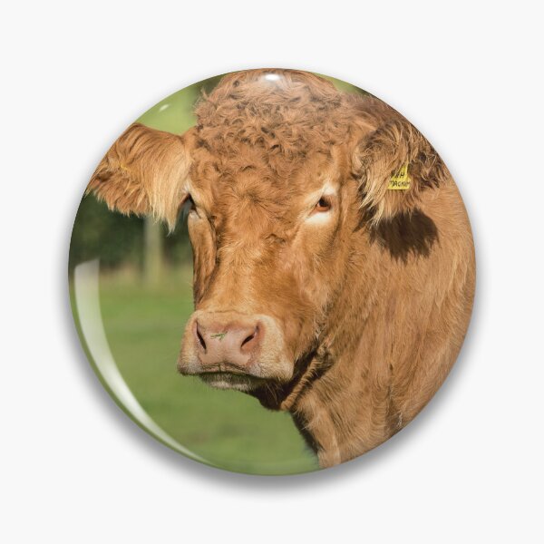 Item preview, Limousin Cow VI designed and sold by Jane Stanley Photography.