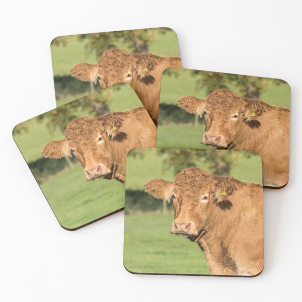 Item preview, Limousin Cow VI designed and sold by Jane Stanley Photography.