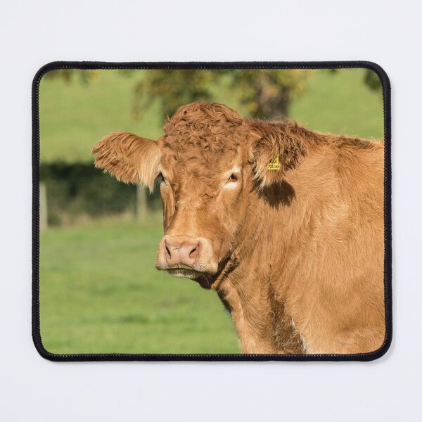 Item preview, Limousin Cow VI designed and sold by Jane Stanley Photography.
