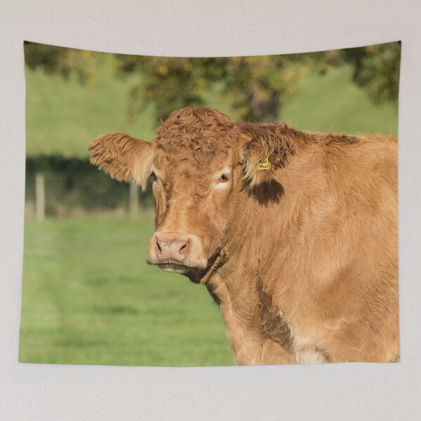 Item preview, Limousin Cow VI designed and sold by Jane Stanley Photography.