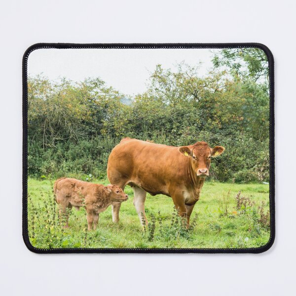 Item preview, Limousin Cow VII designed and sold by Jane Stanley Photography.