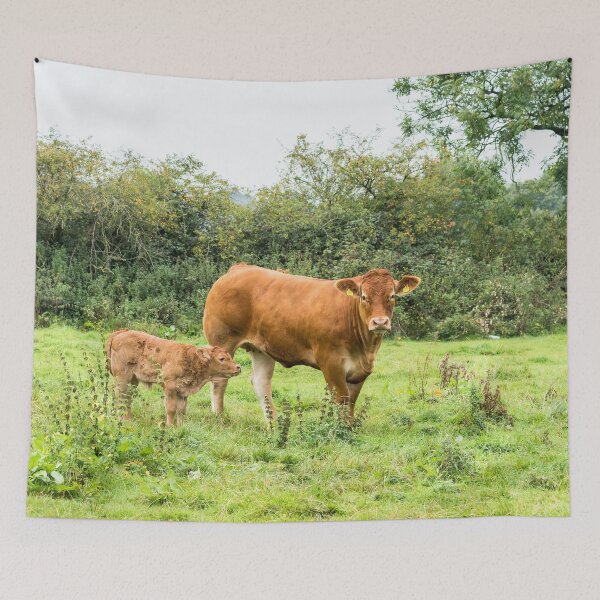 Item preview, Limousin Cow VII designed and sold by Jane Stanley Photography.