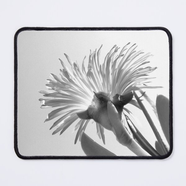 Item preview, SOUR FIG - Carpobrotus edulis - Indigenous to South Africa designed and sold by Bronwyn Davies.