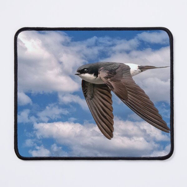 Item preview, House Martin in Flight designed and sold by Tom McPherson Photography.