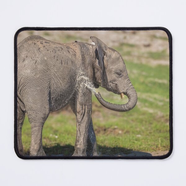 Item preview, Baby Elephant Playing in the Chobe River Botswana designed and sold by PhotoArt by Joan Carroll.