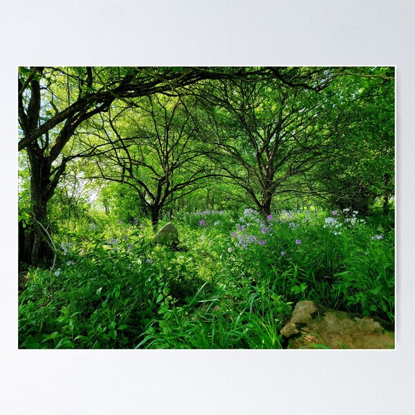 Item preview, Enchanted Woodlands designed and sold by Rebecca Jane.