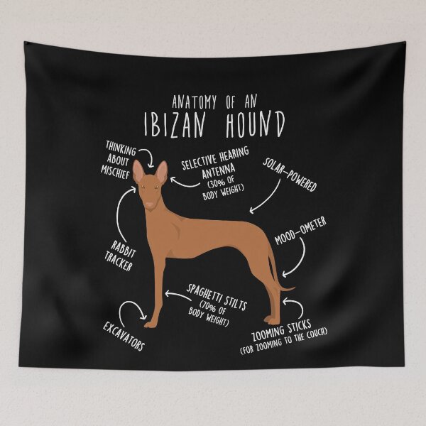 Item preview, Ibizan Hound Dog Anatomy designed and sold by Clara Hollins.