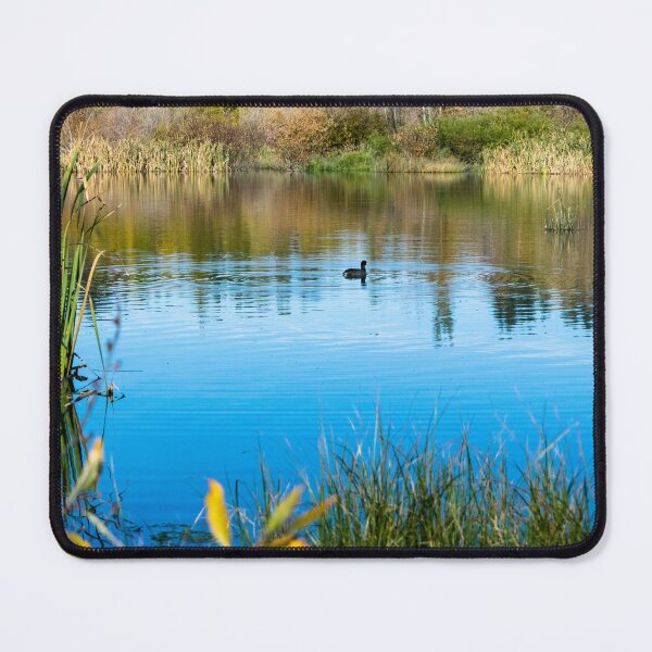 Item preview, Common American Coot designed and sold by CanadianWild418.