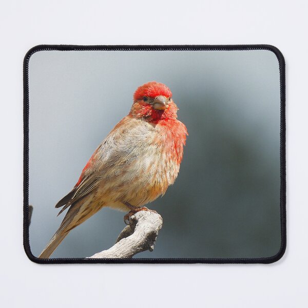 Item preview, House Finch on Manzanita Branch designed and sold by Wonders Of Paradise.