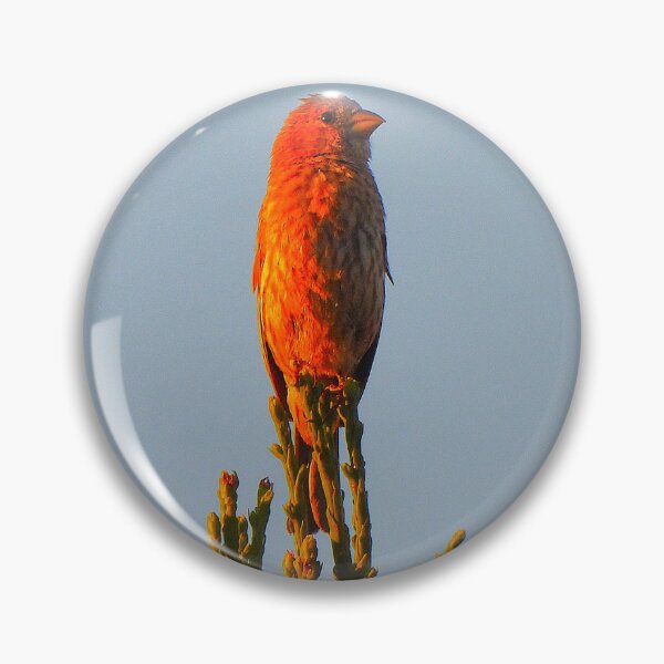 Item preview, House Finch During Sunrise designed and sold by Wonders Of Paradise.