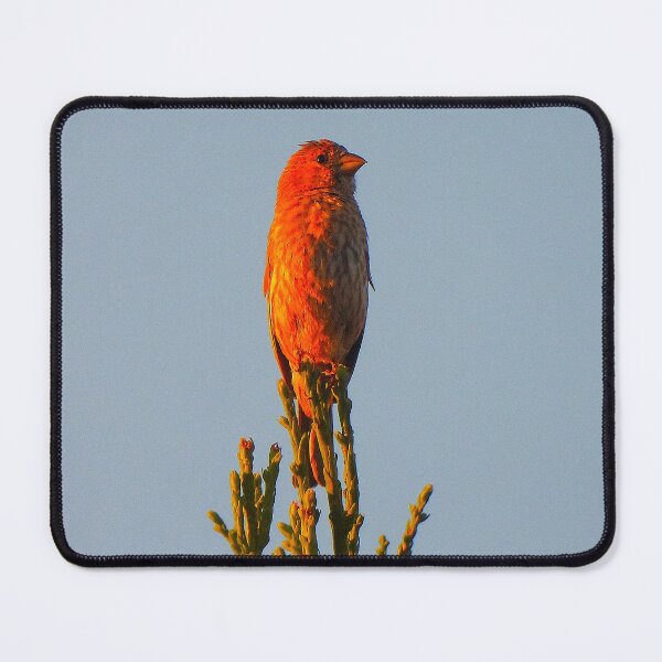 Item preview, House Finch During Sunrise designed and sold by Wonders Of Paradise.