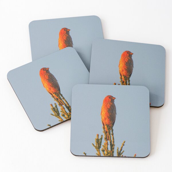 Item preview, House Finch During Sunrise designed and sold by Wonders Of Paradise.