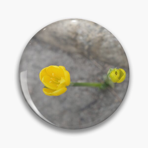 Item preview, Bold Yellow Crocuses Against Rocky Gray Background designed and sold by Georgia Mizuleva.