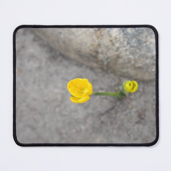 Item preview, Bold Yellow Crocuses Against Rocky Gray Background designed and sold by Georgia Mizuleva.
