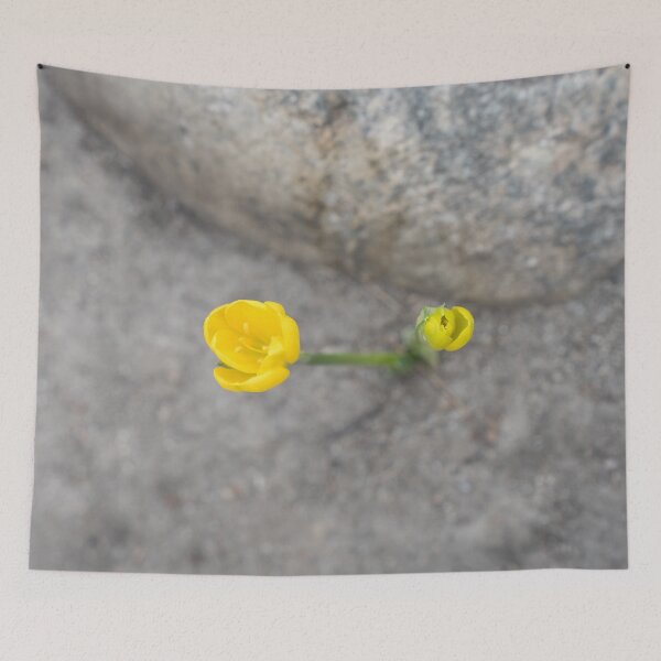 Item preview, Bold Yellow Crocuses Against Rocky Gray Background designed and sold by Georgia Mizuleva.