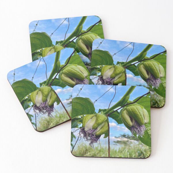 Item preview, Passionfruit Vine with Flowers and Green Pods designed and sold by TrisaThyme.