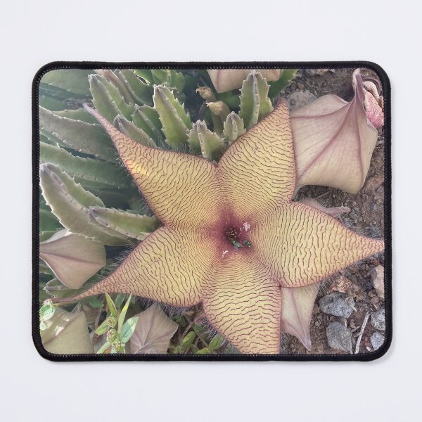 Item preview, Star-Shaped Stapelia Succulent Flower in Bloom designed and sold by TrisaThyme.