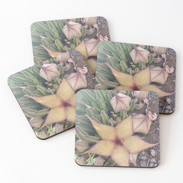 Item preview, Star-Shaped Stapelia Succulent Flower in Bloom designed and sold by TrisaThyme.