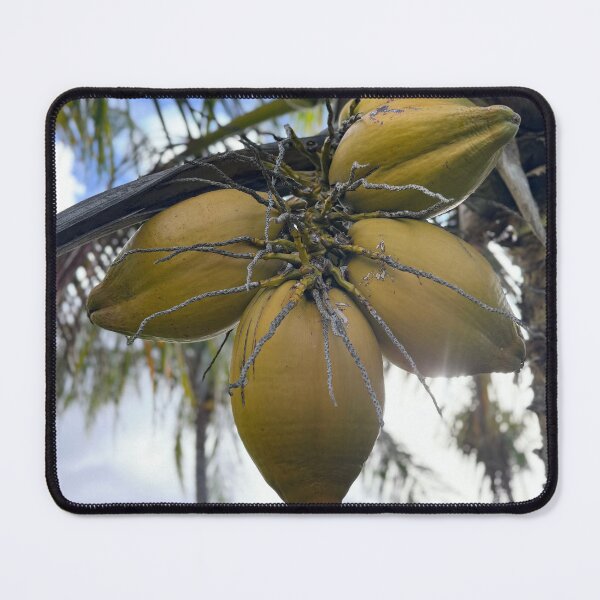 Item preview, “Coconuts Growing on Palm Tree” designed and sold by TrisaThyme.