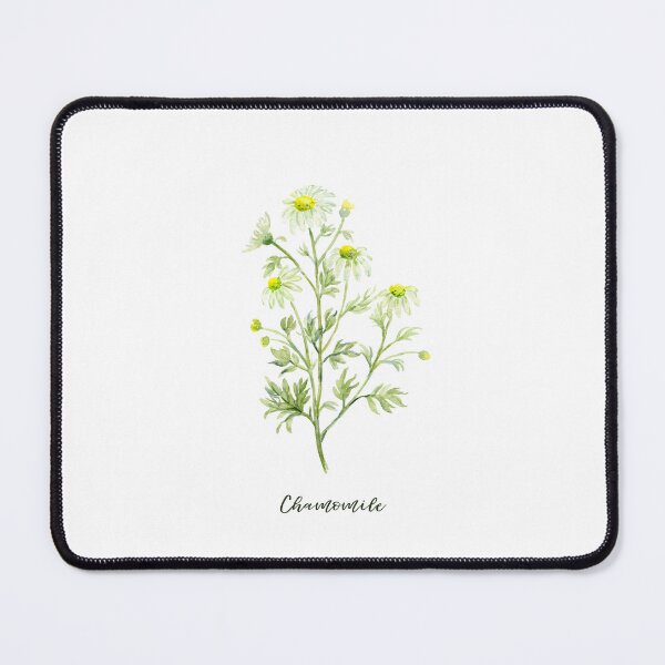 Item preview, Botanical illustration of herb Chamomile in white flowers designed and sold by cornercroft.