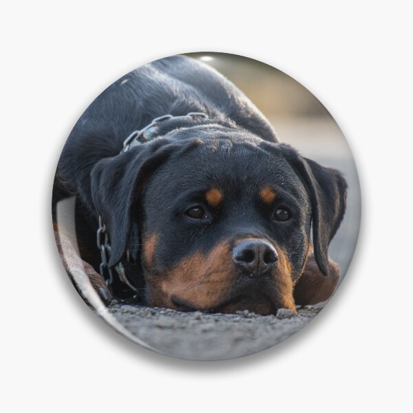 Artikelvorschau, Treuer Wächter - Rottweiler Portrait entworfen und verkauft von Barek532.