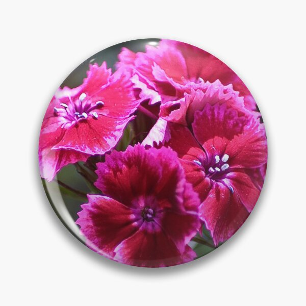 Item preview, The sweetest sweet William designed and sold by missmoneypenny.