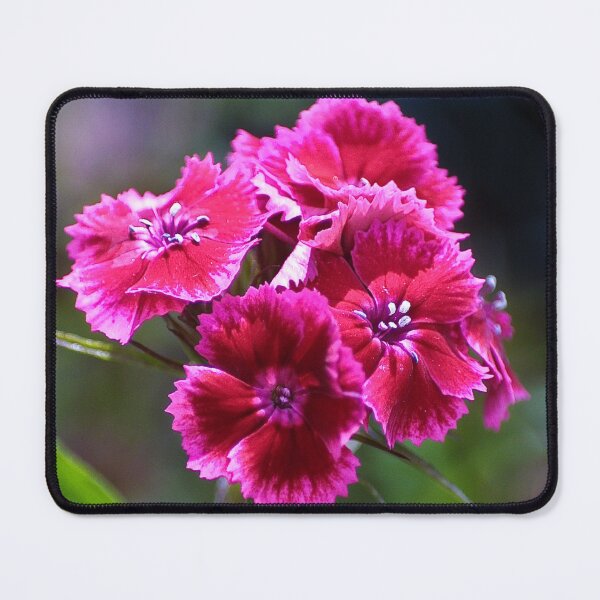 Item preview, The sweetest sweet William designed and sold by missmoneypenny.