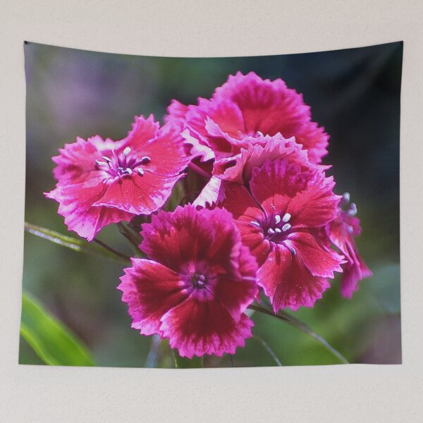Item preview, The sweetest sweet William designed and sold by missmoneypenny.