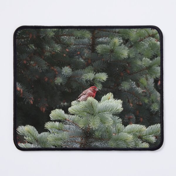 Item preview, House Finch in pine designed and sold by Cblifeisgood.