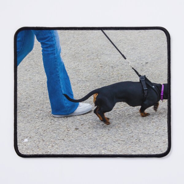 Item preview, Woman Walking Dachshund on Leash Through Urban Sidewalk designed and sold by Nmallia.