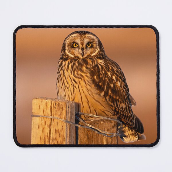 Item preview, Short-Eared Owl at Dawn designed and sold by Jarrett720.