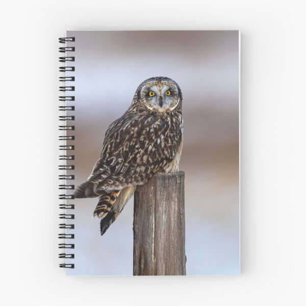 Item preview, Short-Eared Owl in Winter Light designed and sold by Jarrett720.