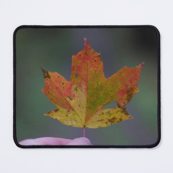Item preview, Sugar Maple Leaf in Autumn designed and sold by anashiking.