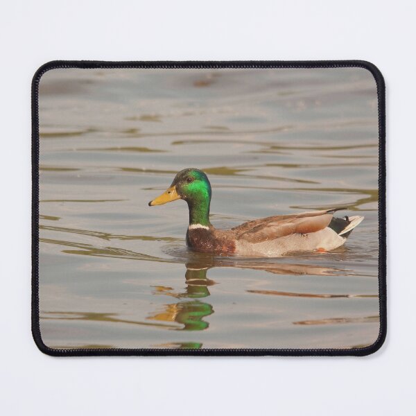 Item preview, Mallard duck on water designed and sold by Production Art Manon Meilleur.